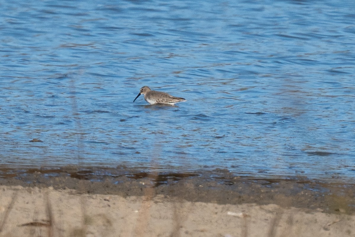 Dunlin - ML645354424