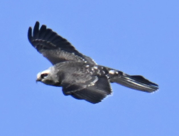Mississippi Kite - ML645354451