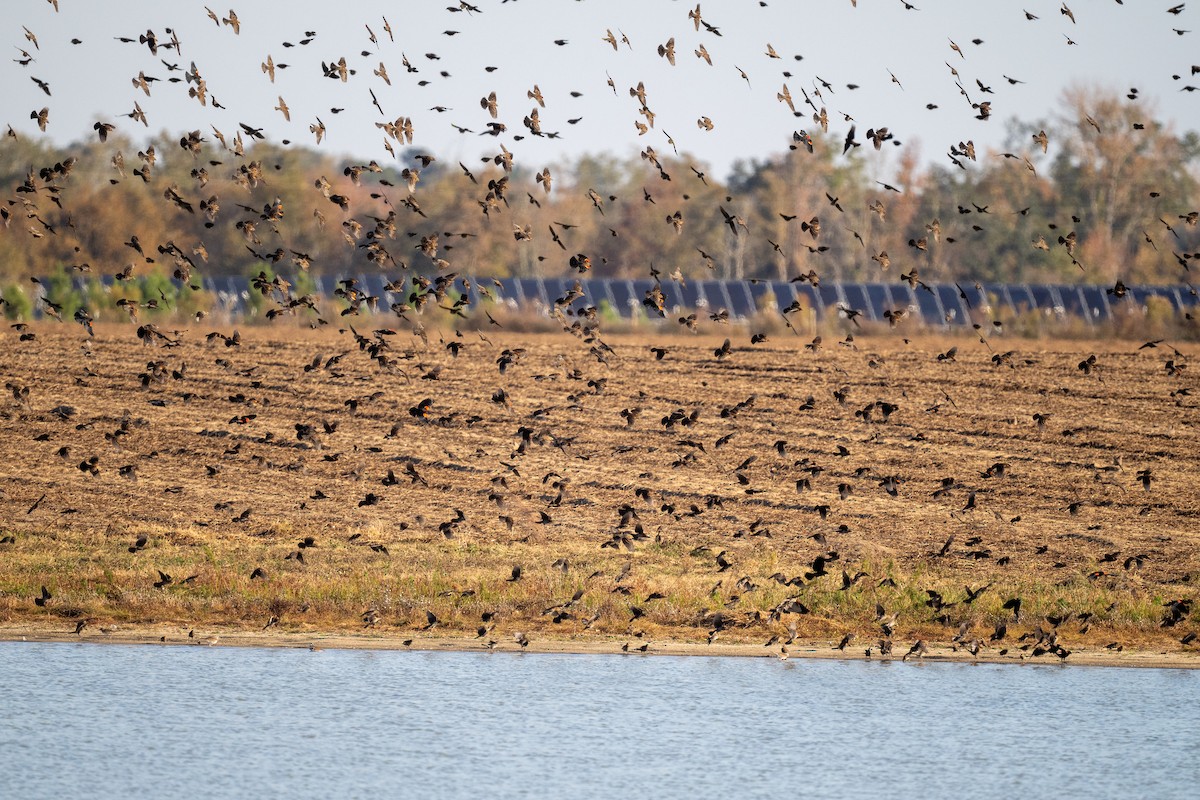 Red-winged Blackbird - ML645354461