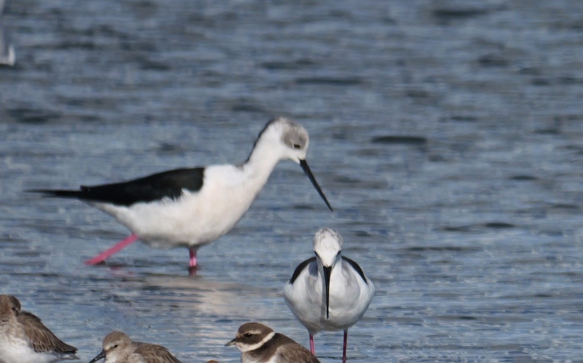 Black-winged Stilt - ML645354462