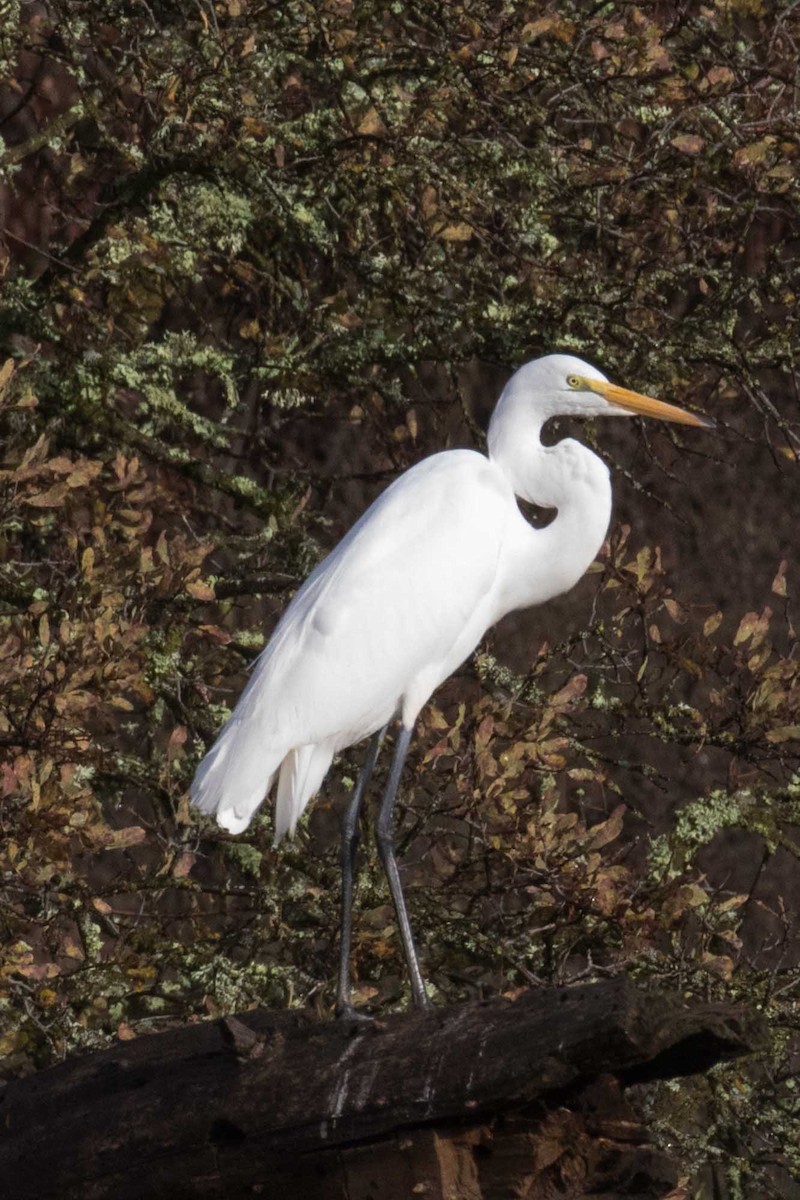 volavka bílá - ML645354470