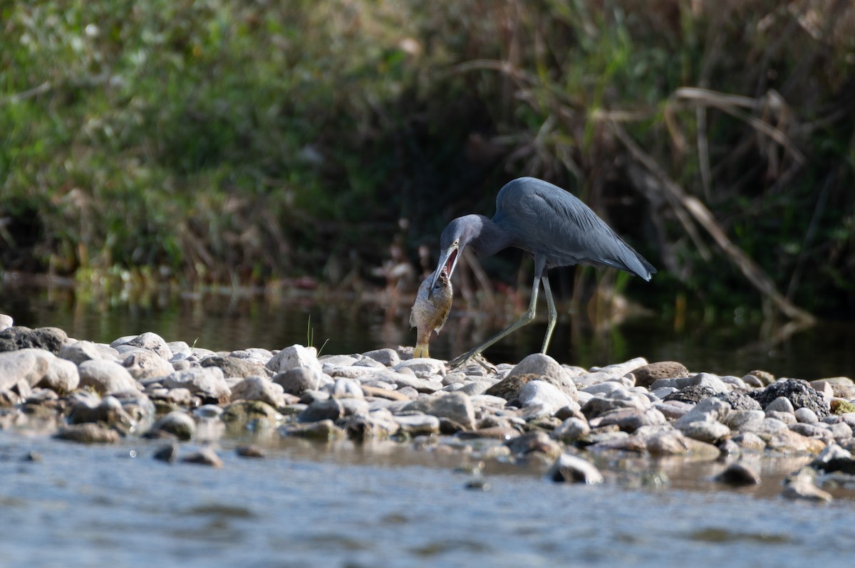 Little Blue Heron - ML645354479