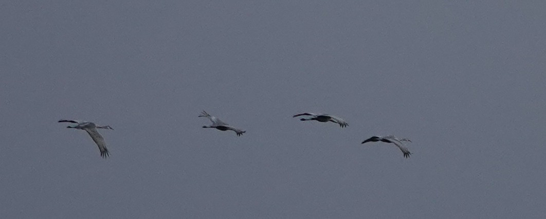 Sandhill Crane - ML645354493