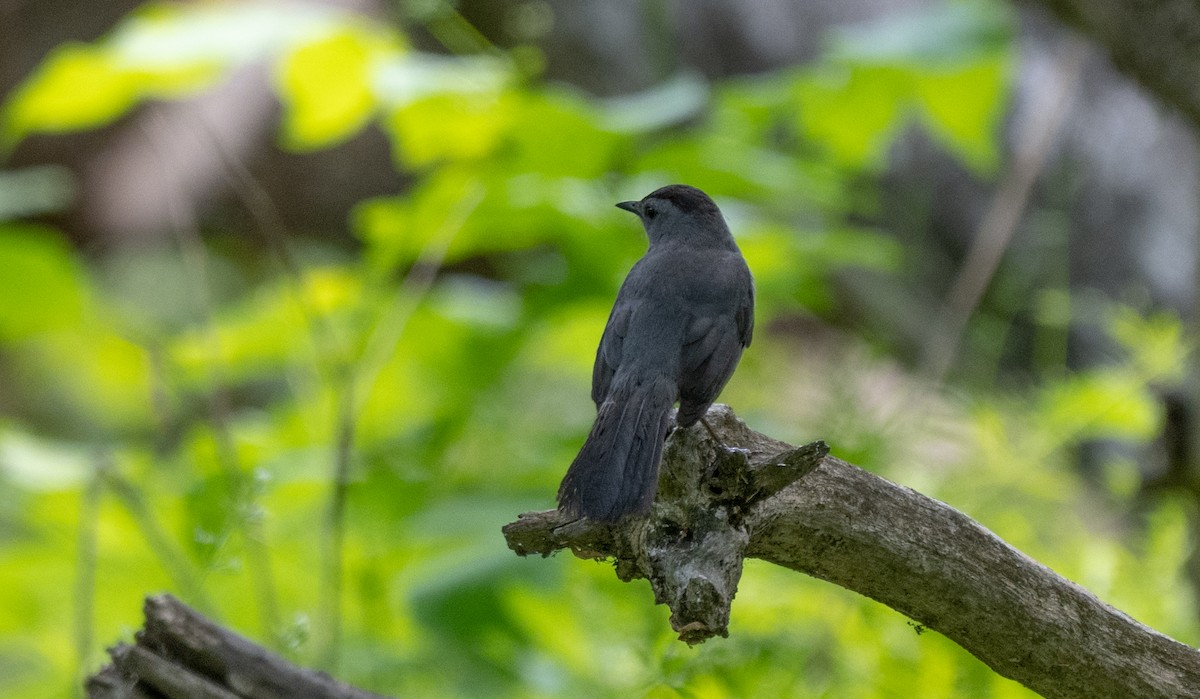 Gray Catbird - ML645354499