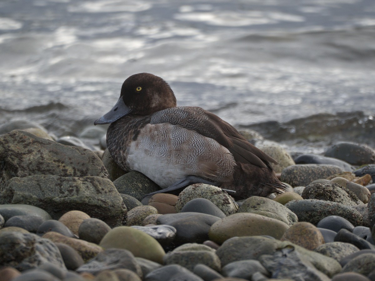 スズガモ - ML645354503