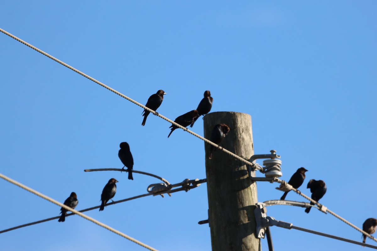 brunhodetrupial - ML645354506