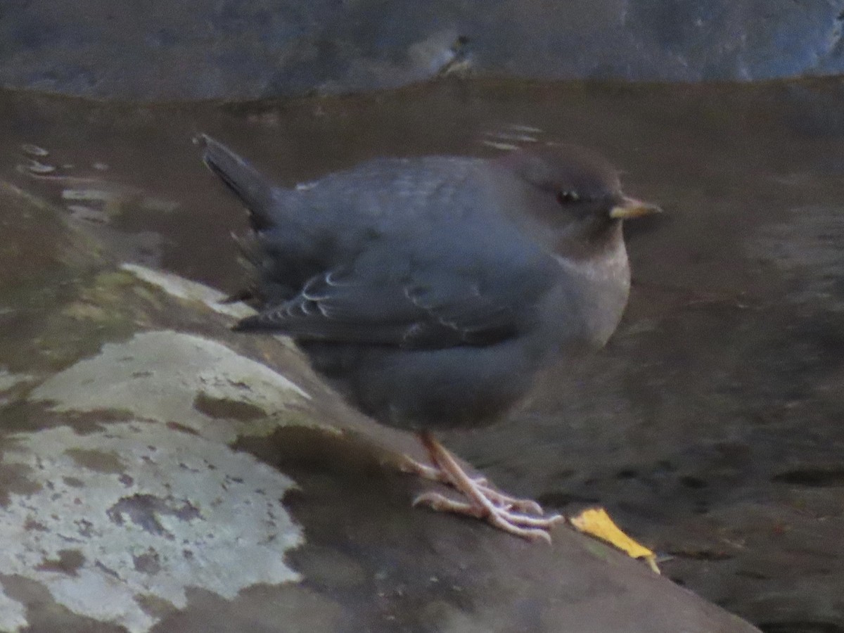 American Dipper - ML645354516