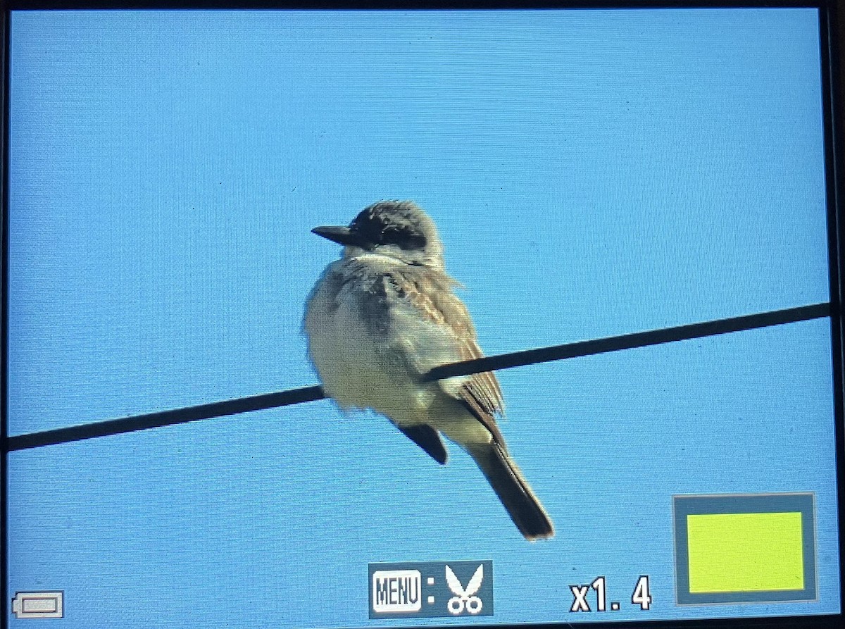 Gray Kingbird - ML645354520