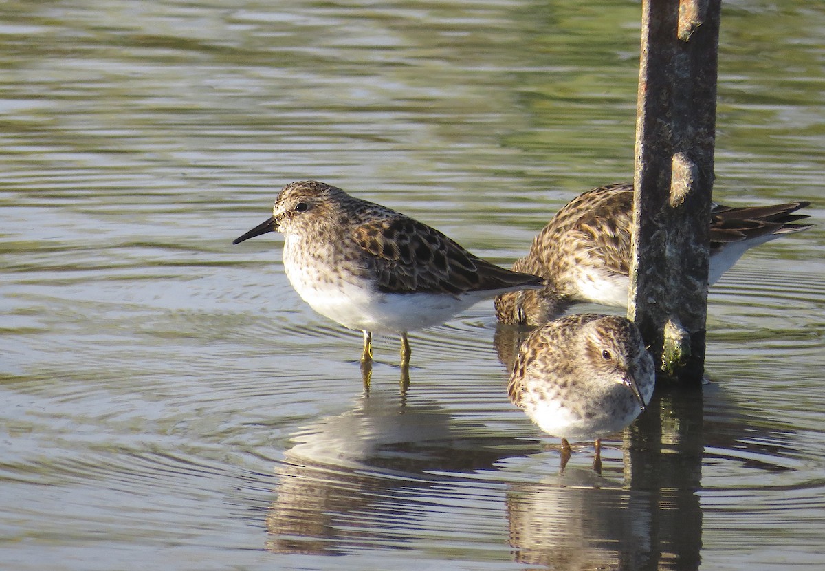 Least Sandpiper - ML645354541