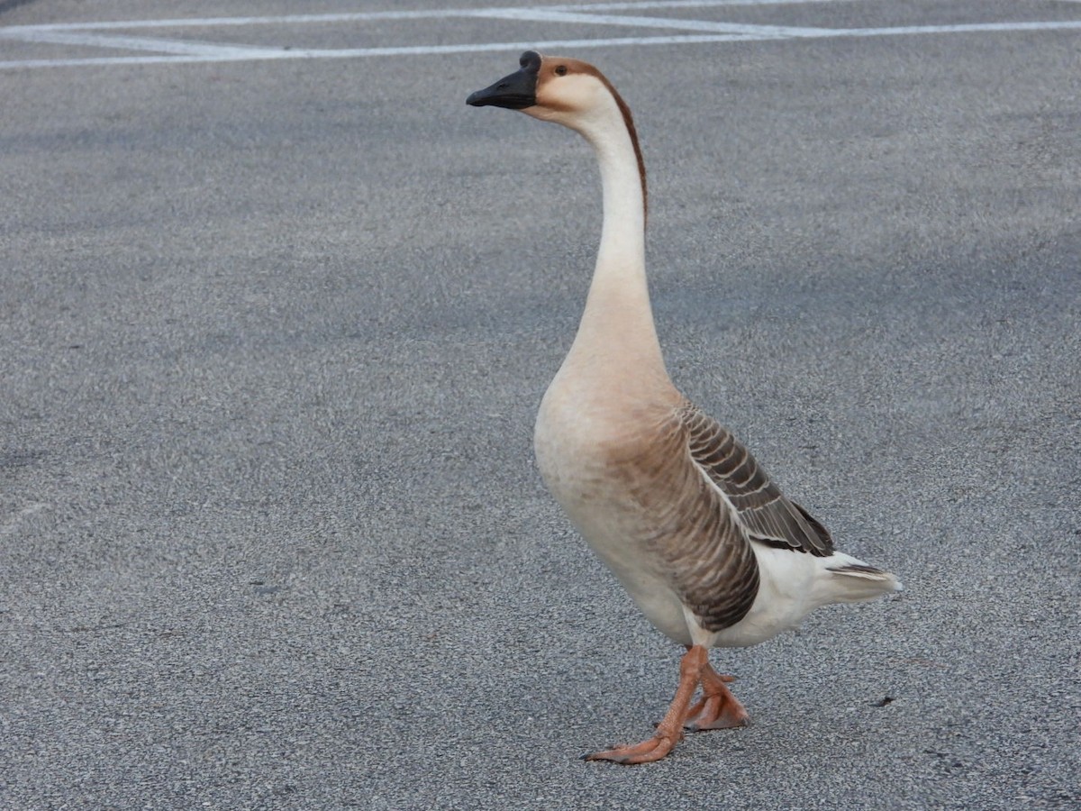 Ánsar Cisnal (variedad doméstica) - ML645354547