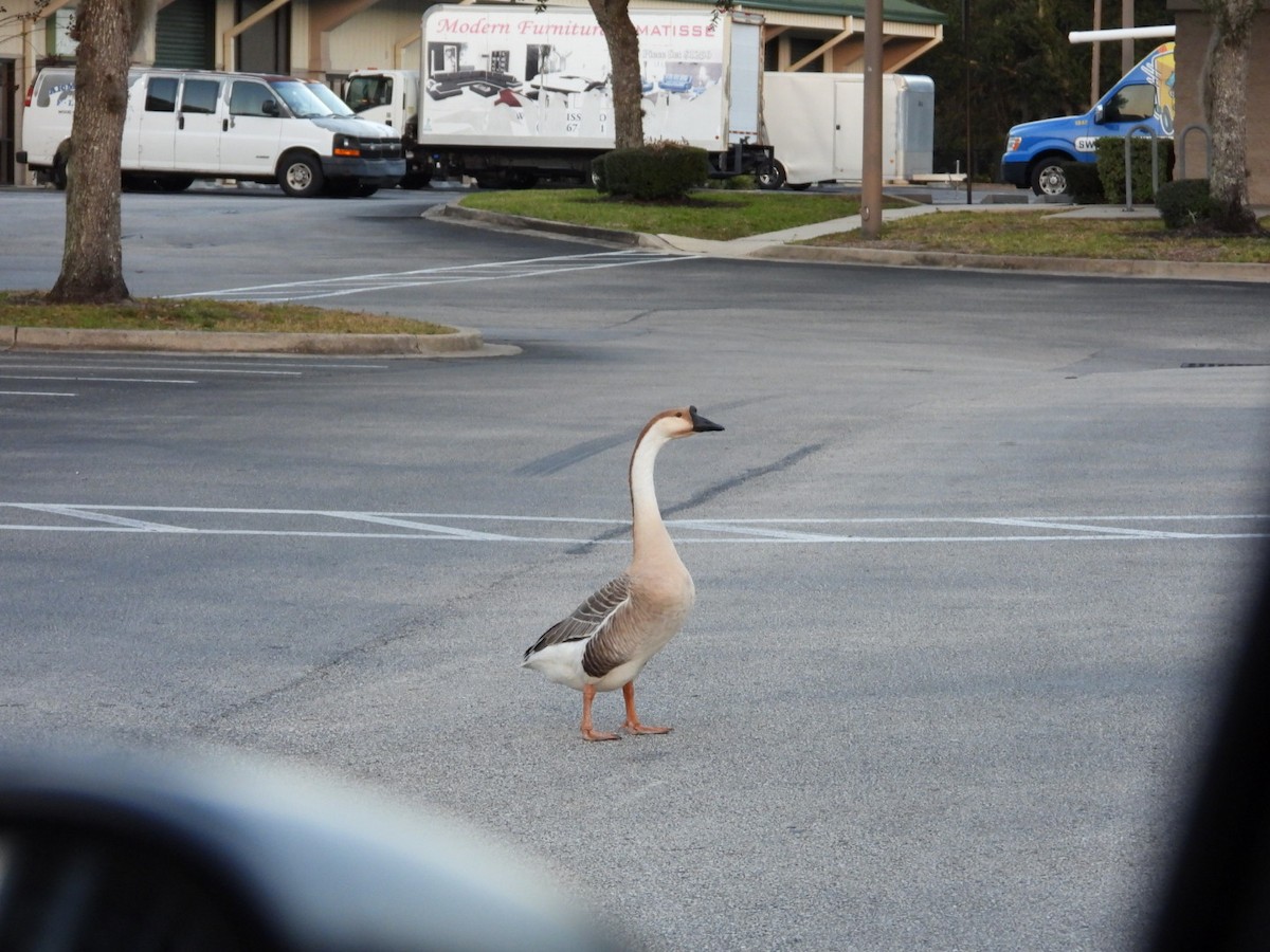 Ánsar Cisnal (variedad doméstica) - ML645354548