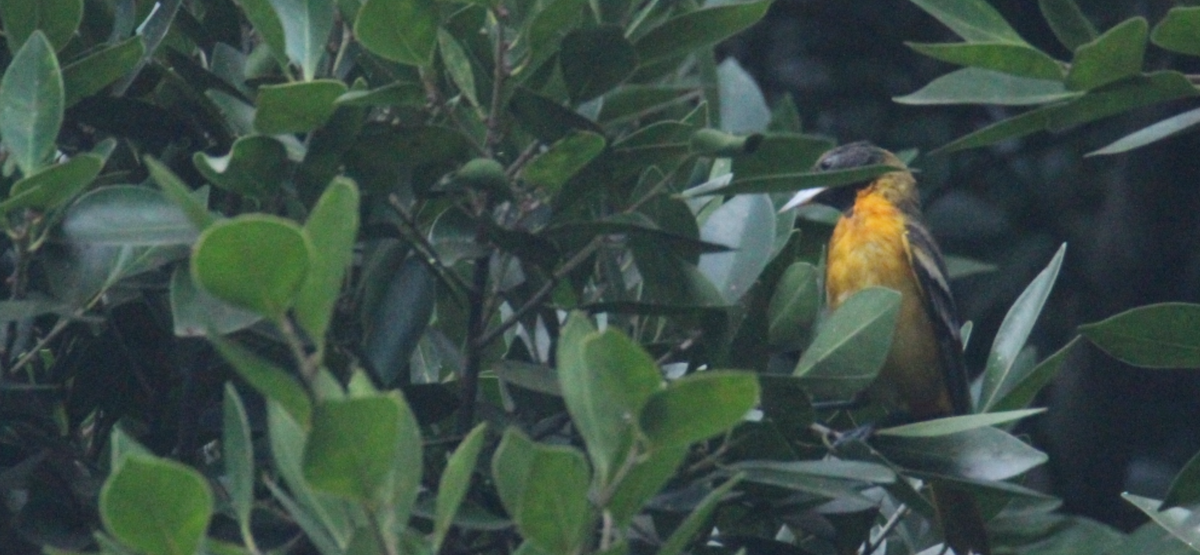 Балтиморский трупиал - ML645354608