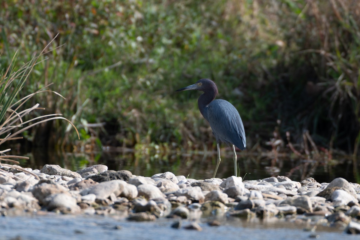 Little Blue Heron - ML645354625