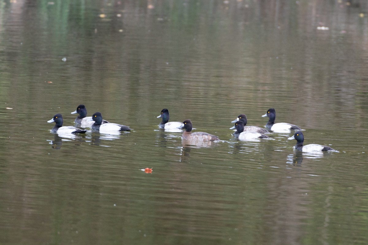 Lesser Scaup - ML645354628