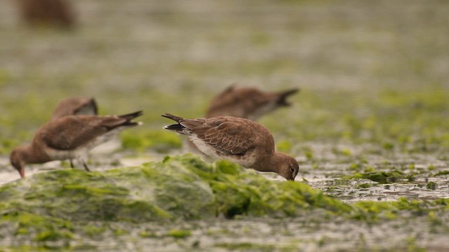 Barge hudsonienne - ML645354629
