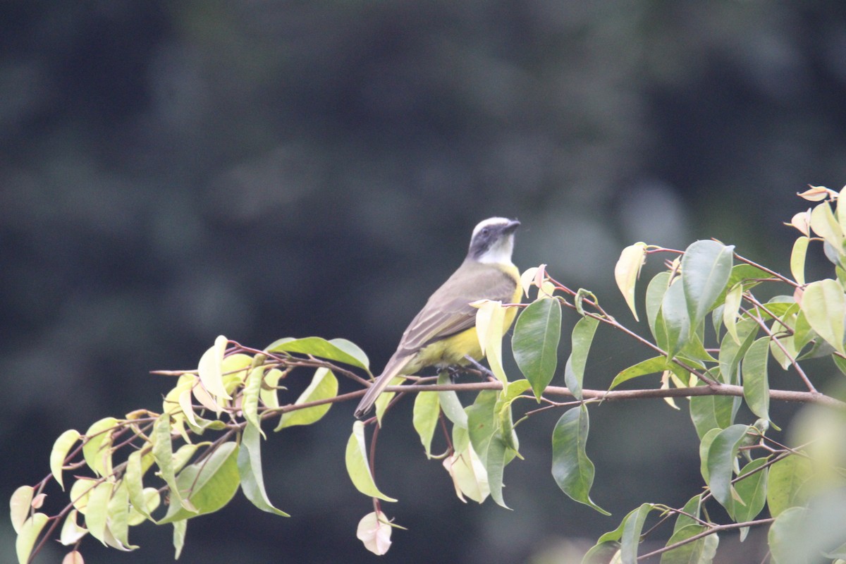 Sosyal Tiran - ML645354640