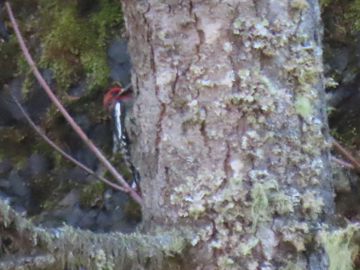 Red-breasted Sapsucker - ML645354649