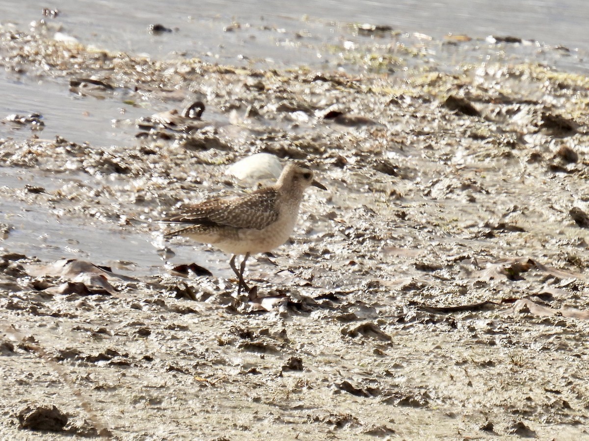 American Golden-Plover - ML645354650