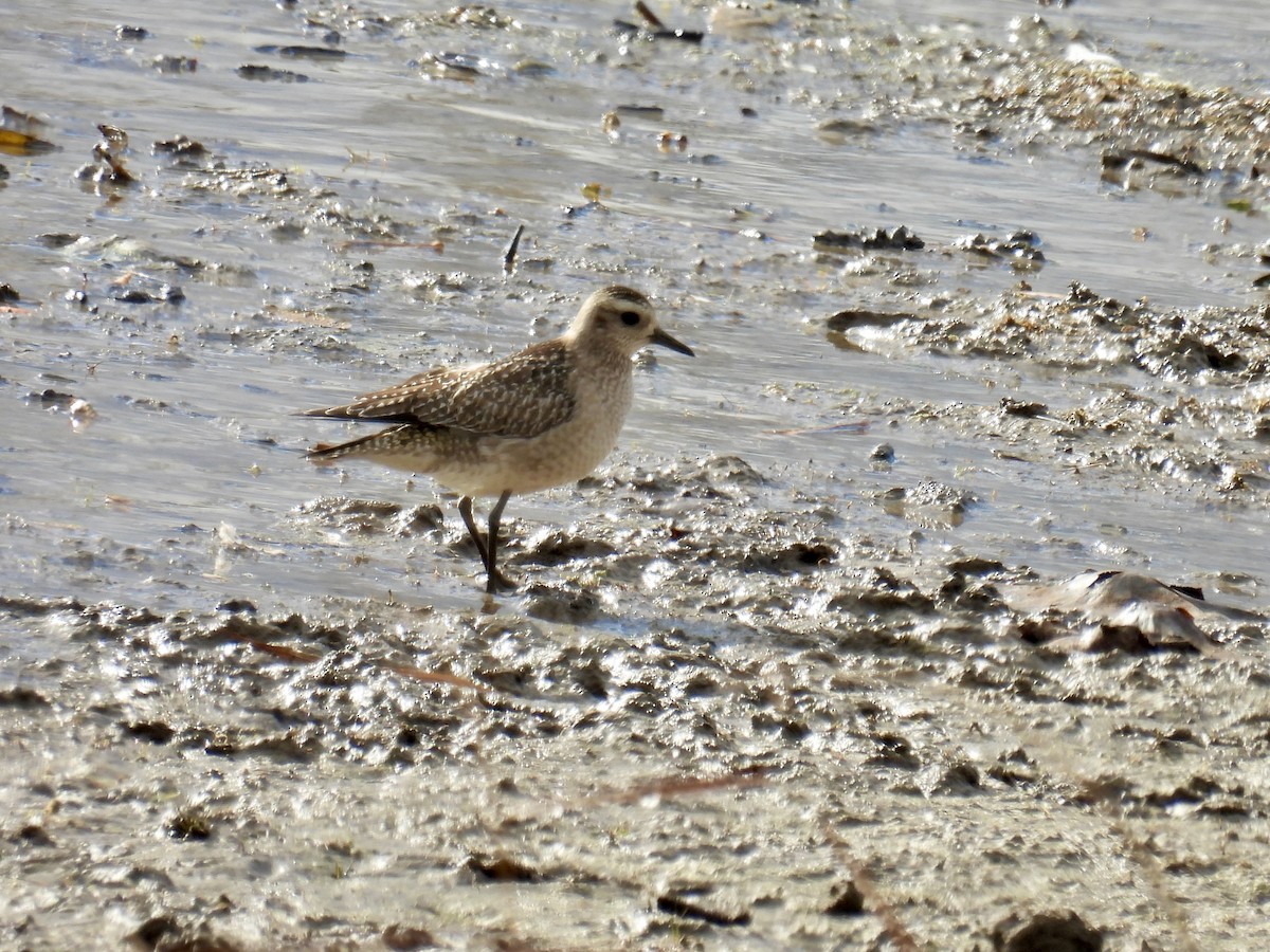 American Golden-Plover - ML645354651