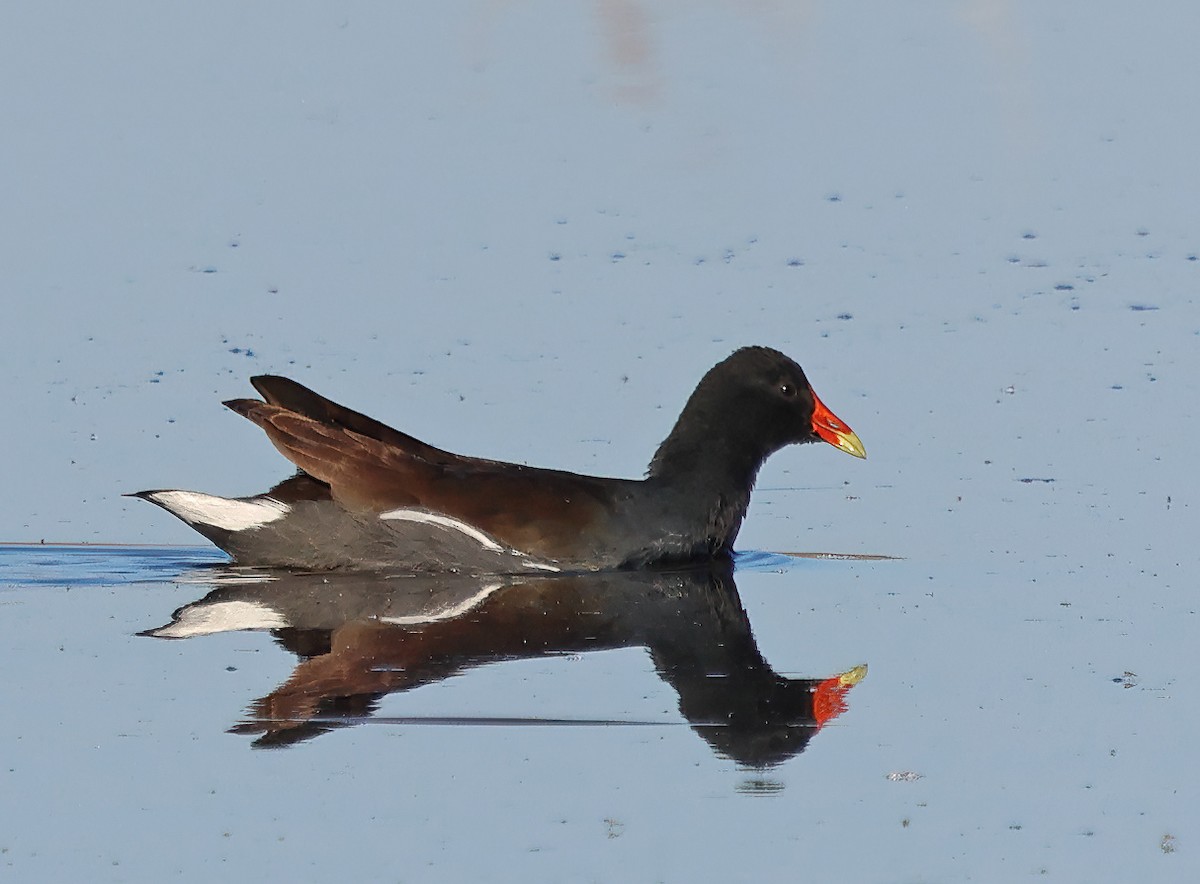 Курочка латиноамериканська - ML645354672