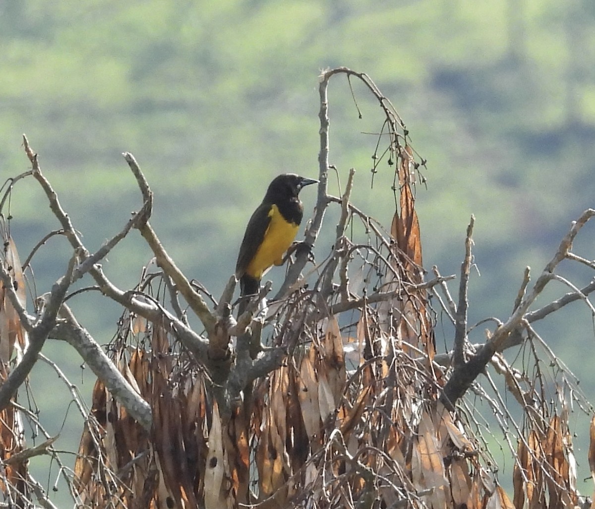 Мочарець жовтогузий - ML645354674