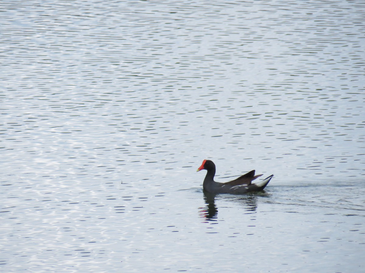 Курочка латиноамериканська - ML645354725