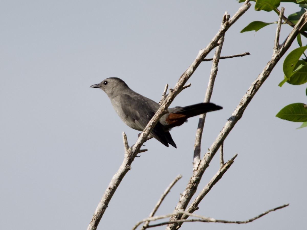 Gray Catbird - ML645354735