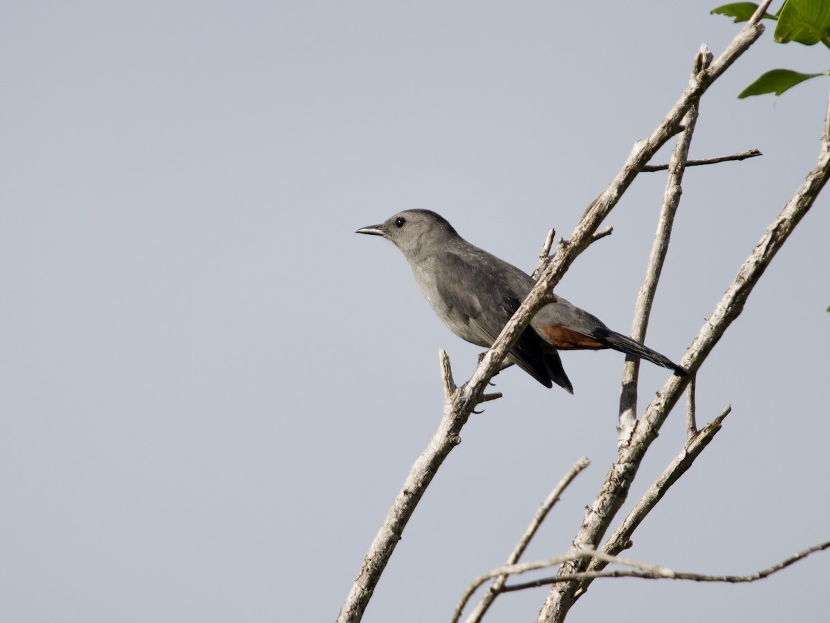 Gray Catbird - ML645354736