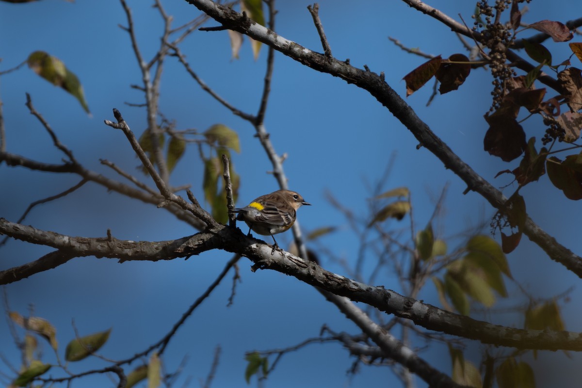 Yellow-rumped Warbler - ML645354749