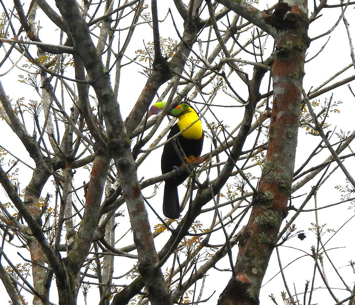 Keel-billed Toucan - ML645354759