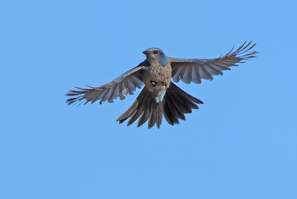 Woodhouse's Scrub-Jay - ML645354777