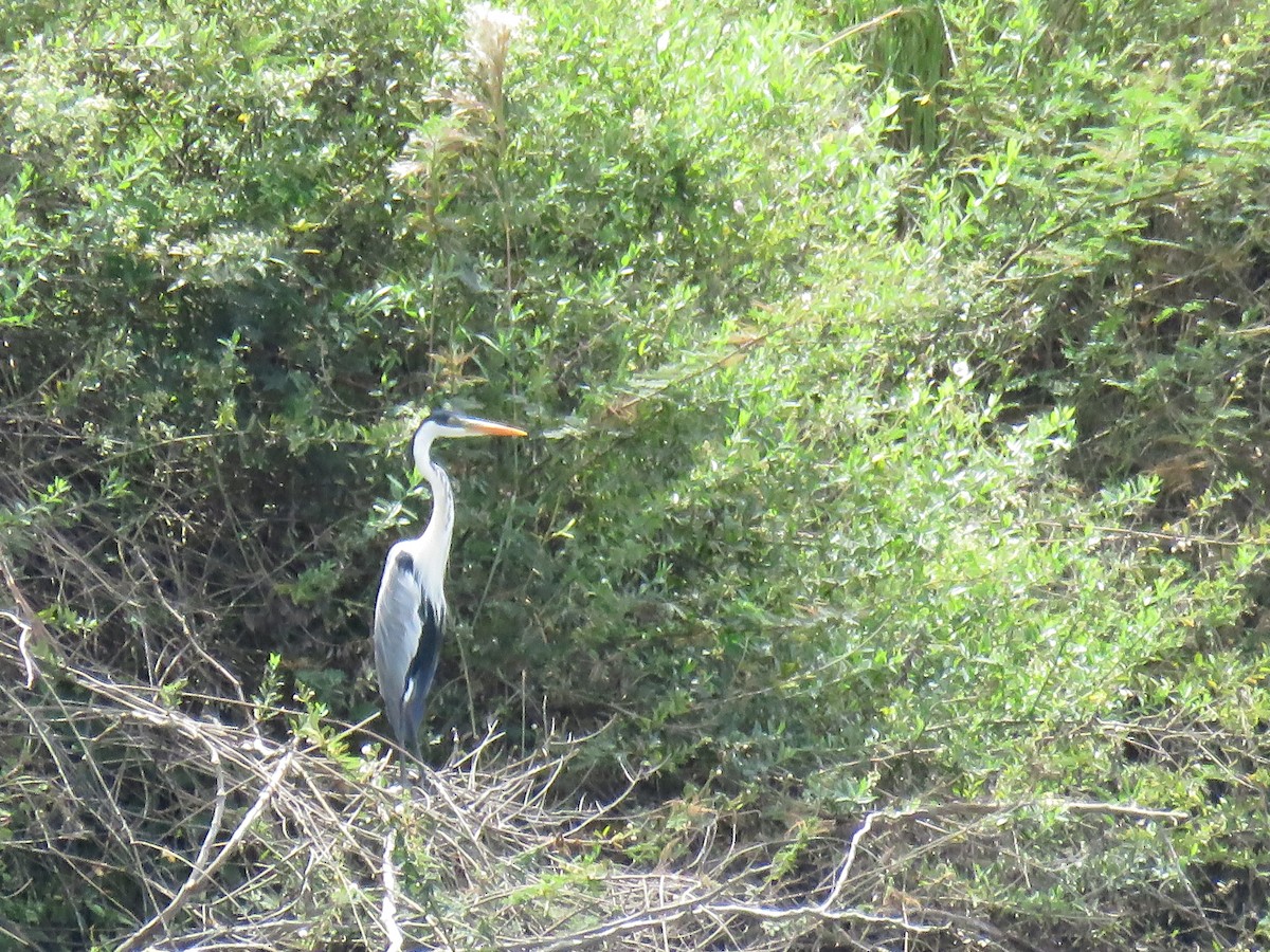 Cocoi Heron - ML645354783