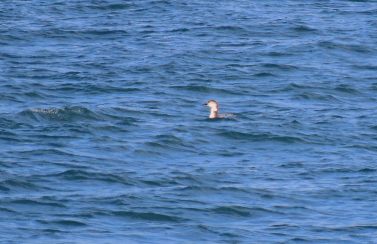 Common Loon - ML645354784