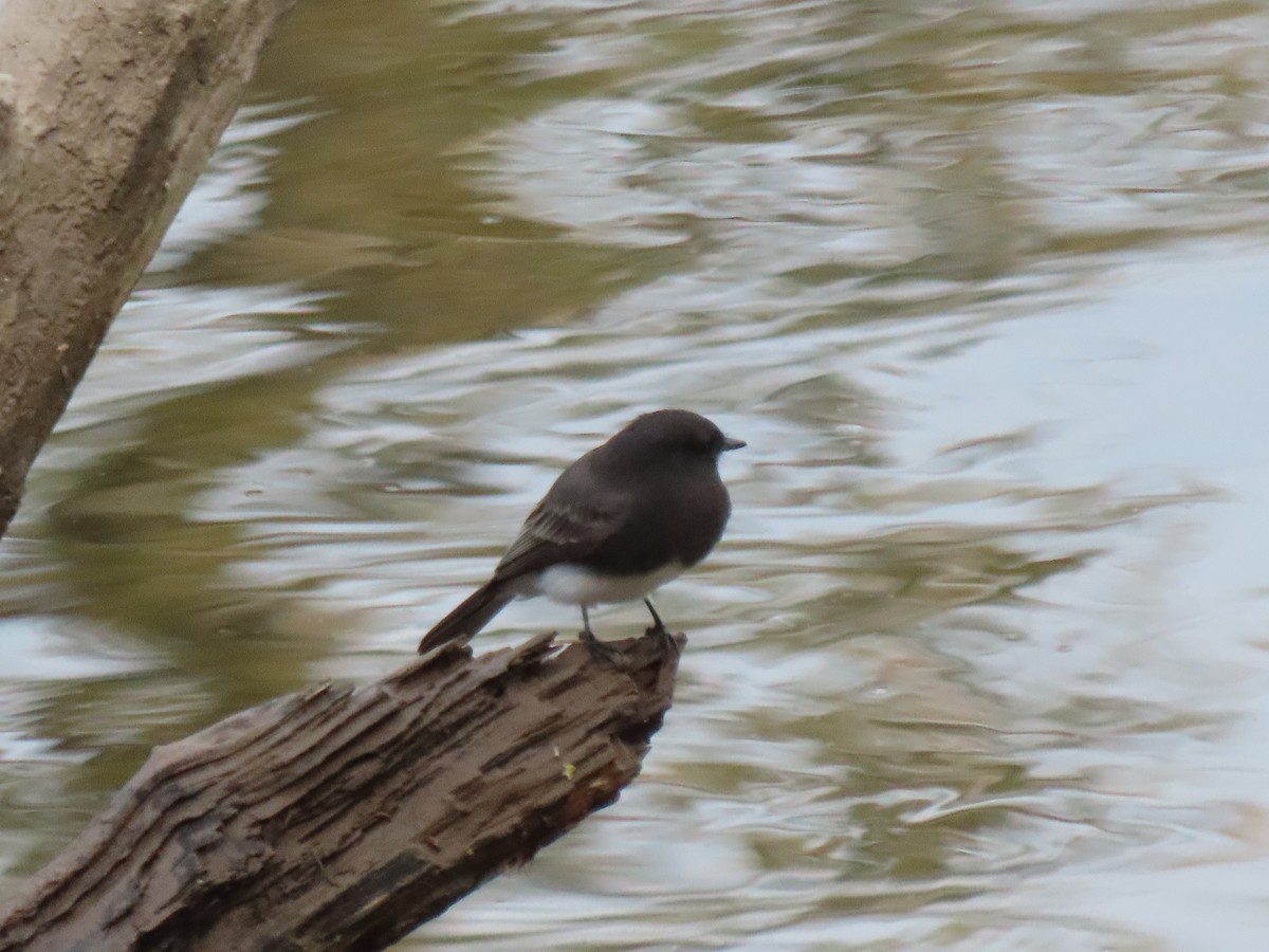 Black Phoebe - ML645354788