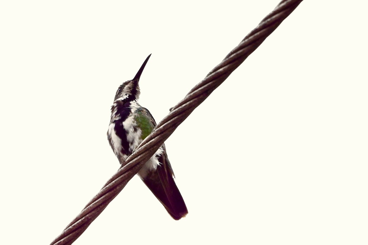 Black-throated Mango (Black-throated) - ML645354792