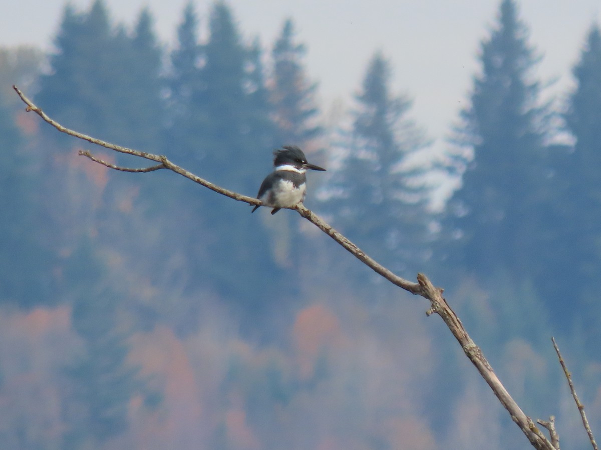 Belted Kingfisher - ML645354800