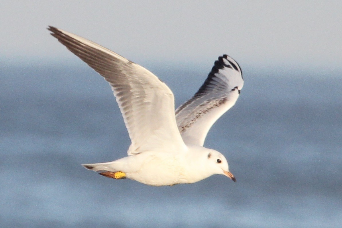 hettemåke - ML645354807