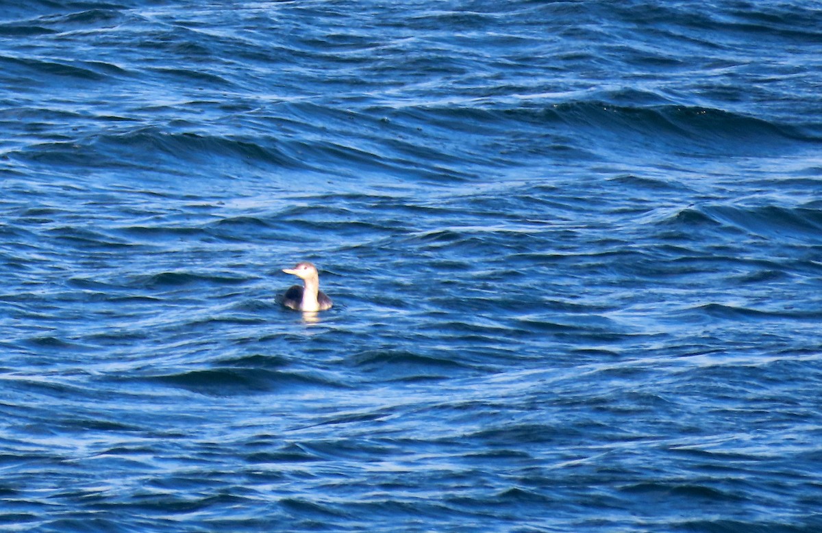 Common Loon - ML645354811