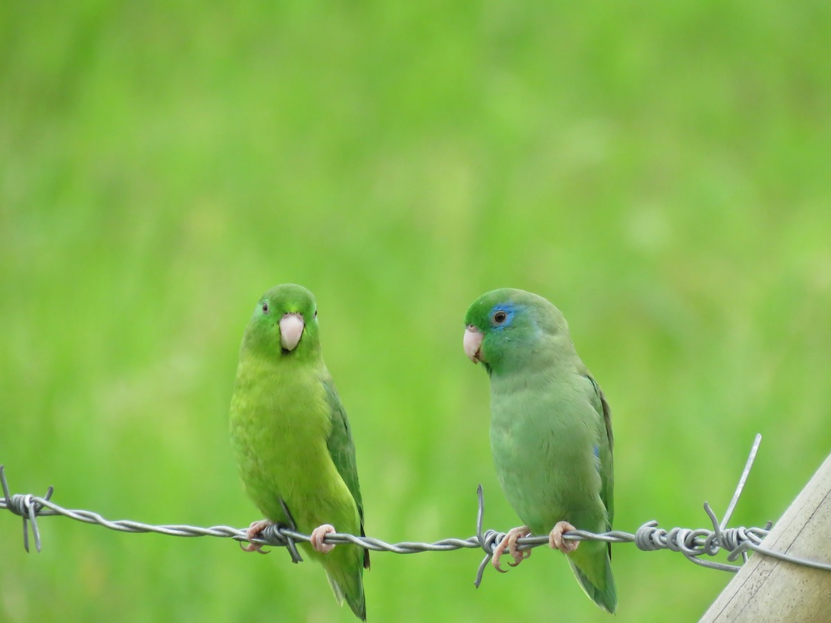 Spectacled Parrotlet - ML645354812