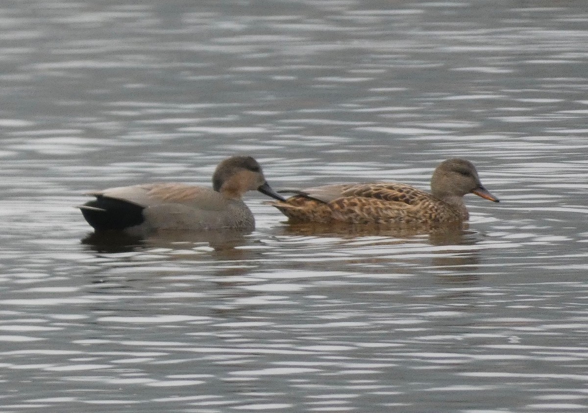 Gadwall - ML645354815