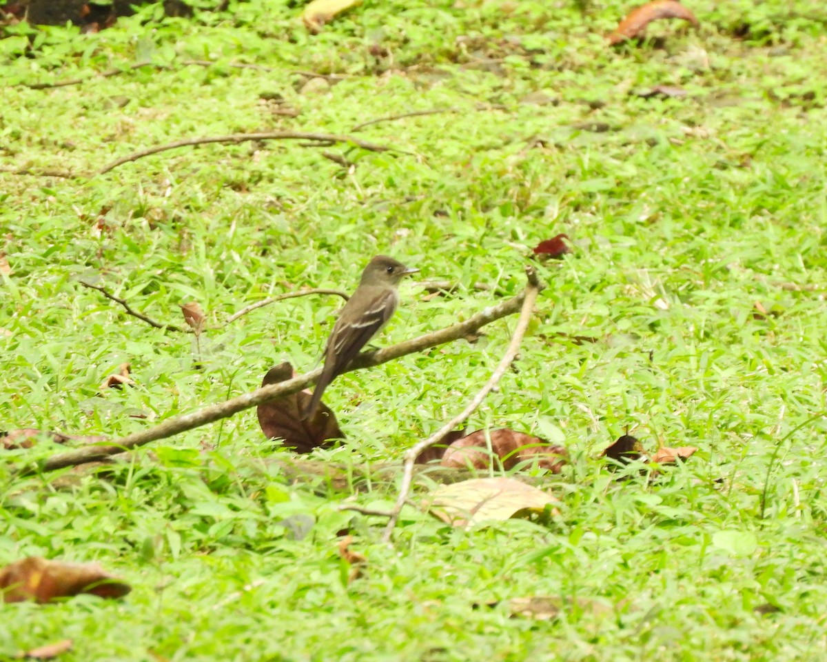 Восточный пиви - ML645354819