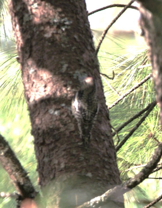 啄木鳥科 - ML645354820