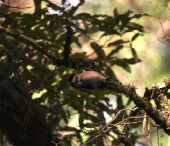 啄木鳥科 - ML645354821