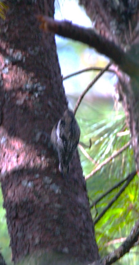 啄木鳥科 - ML645354822