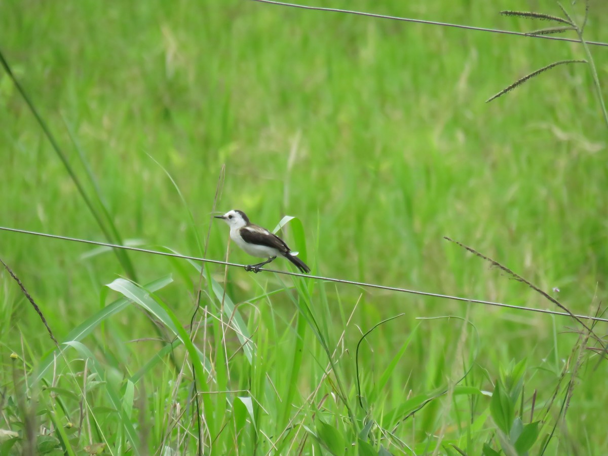 Moucherolle pie - ML645354832