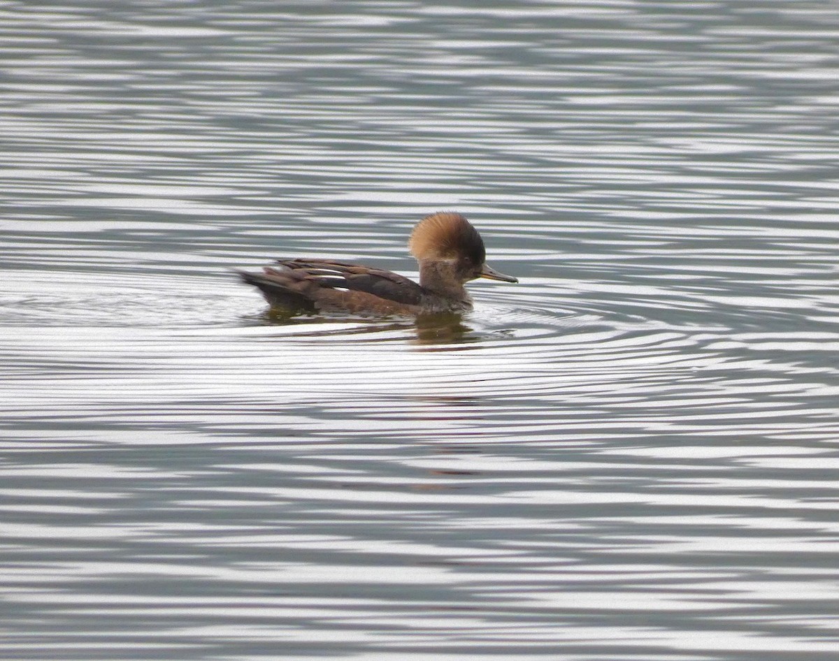 Hooded Merganser - ML645354844