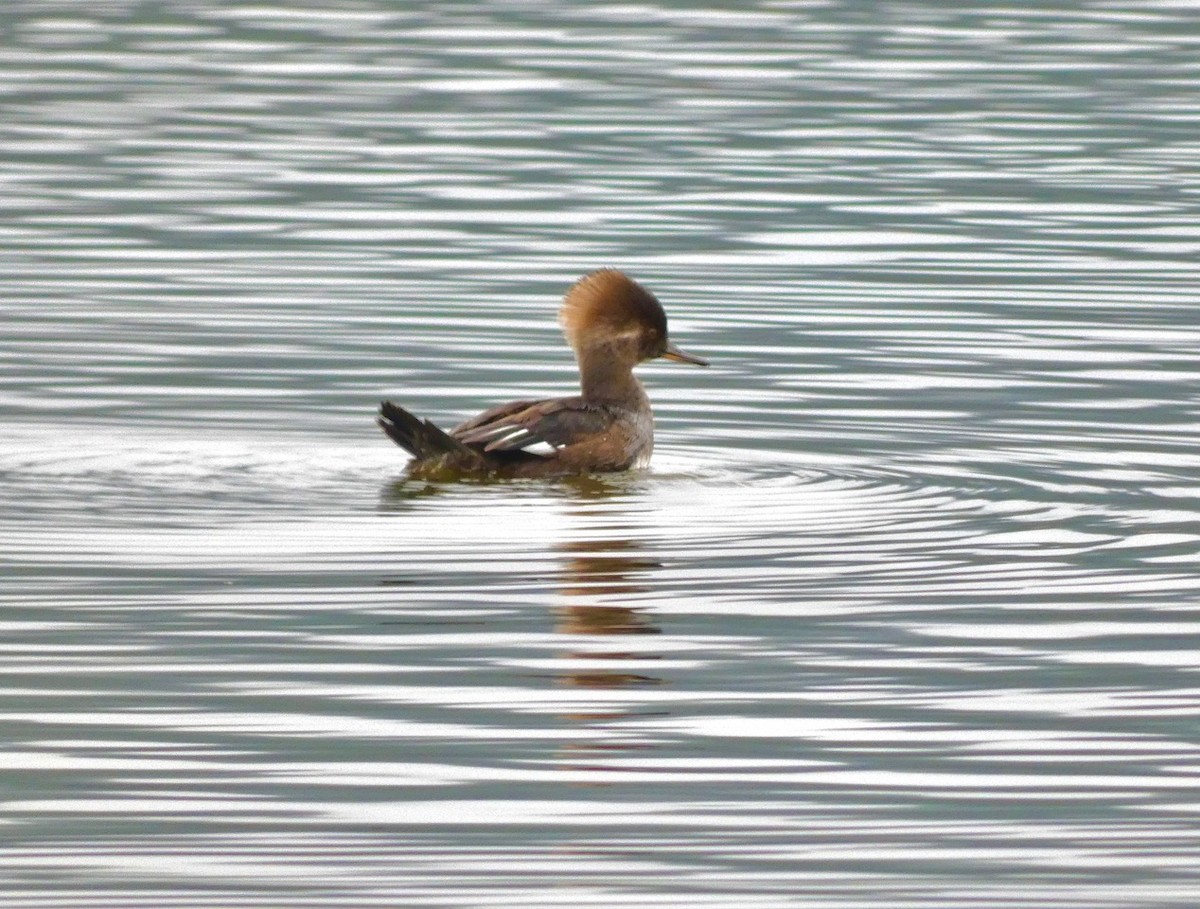 Hooded Merganser - ML645354845