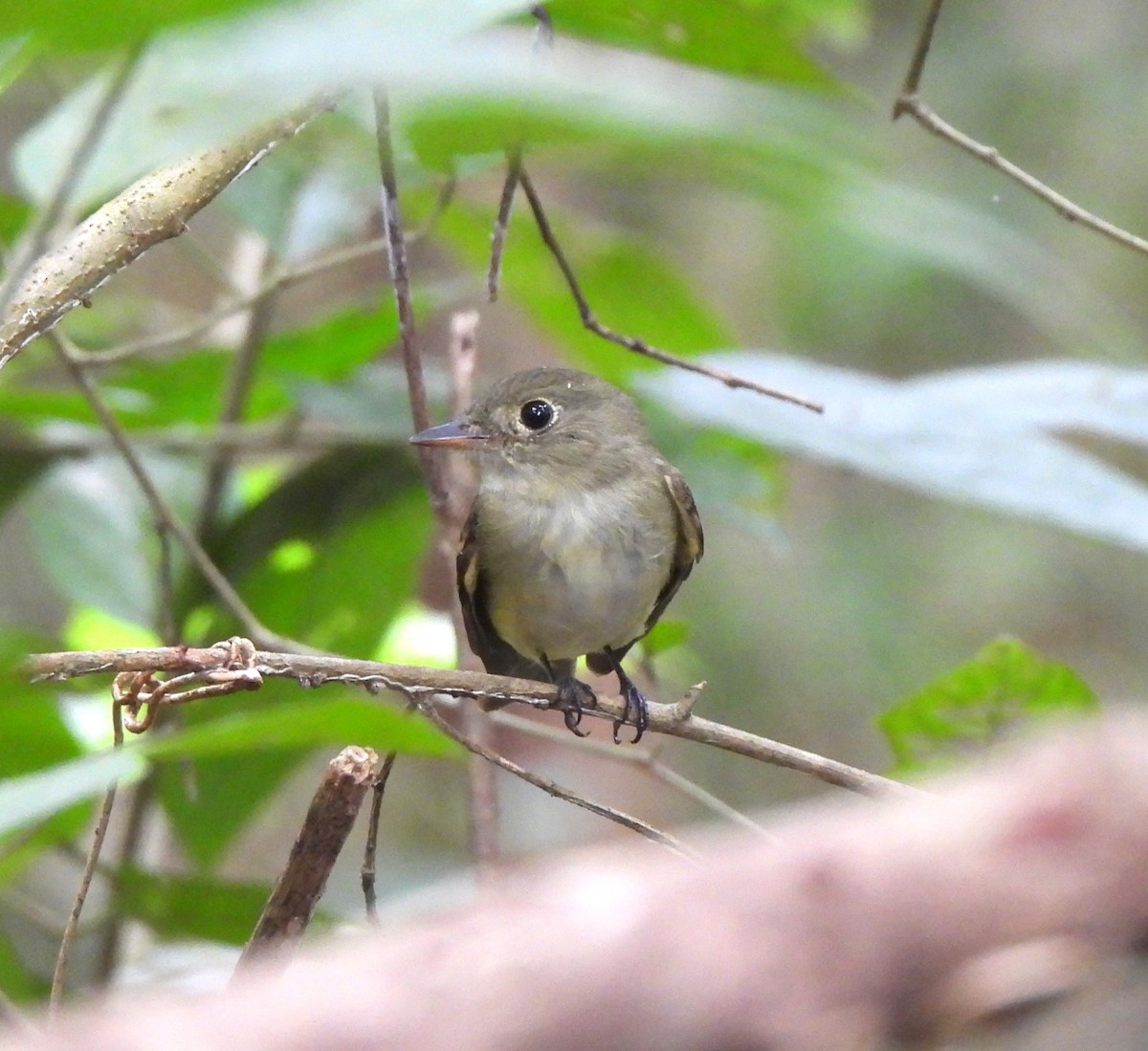 Acadian Flycatcher - ML645354846