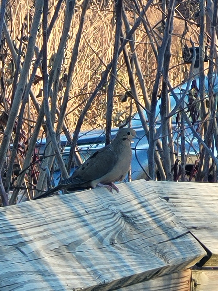 Mourning Dove - ML645354852