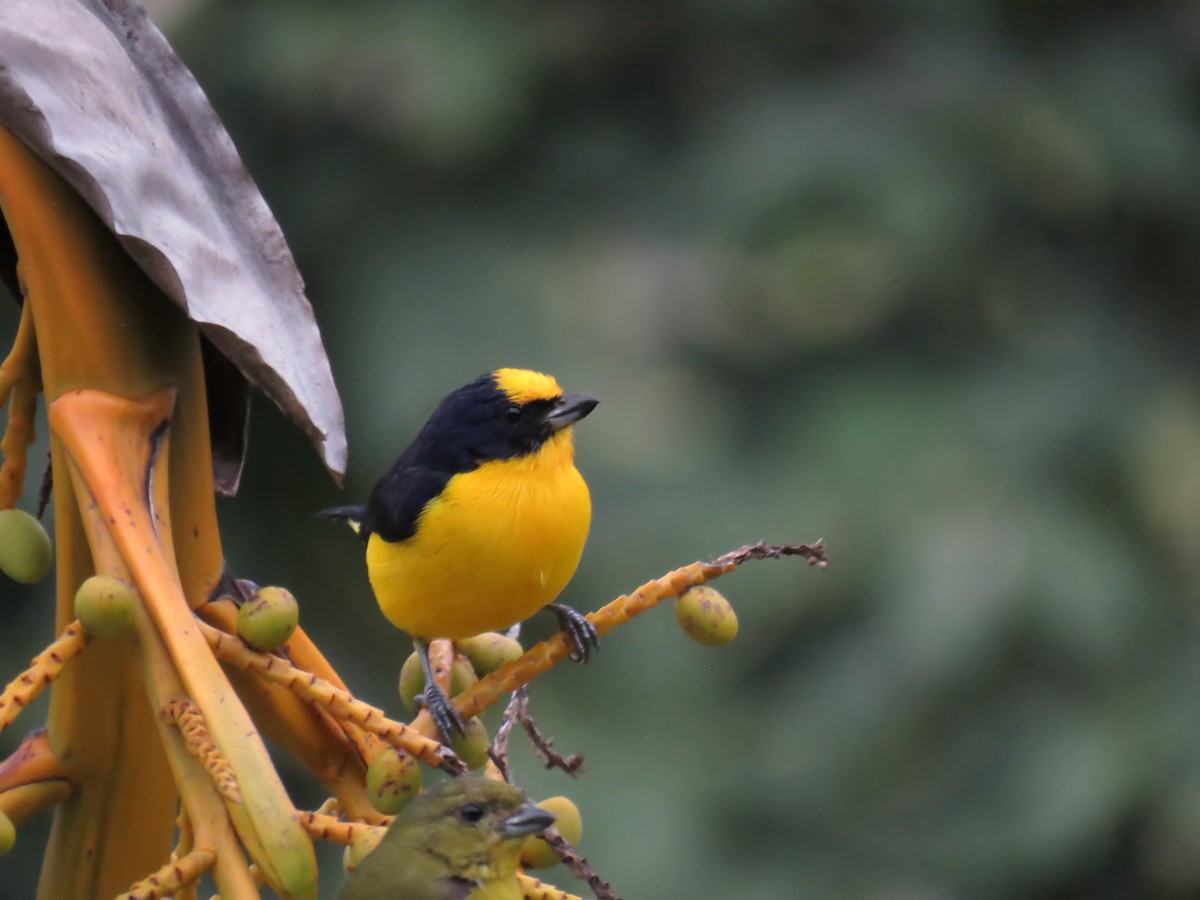 Thick-billed Euphonia - ML645354860